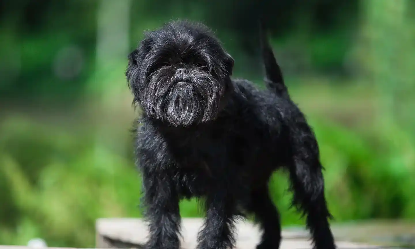 Affenpinscher