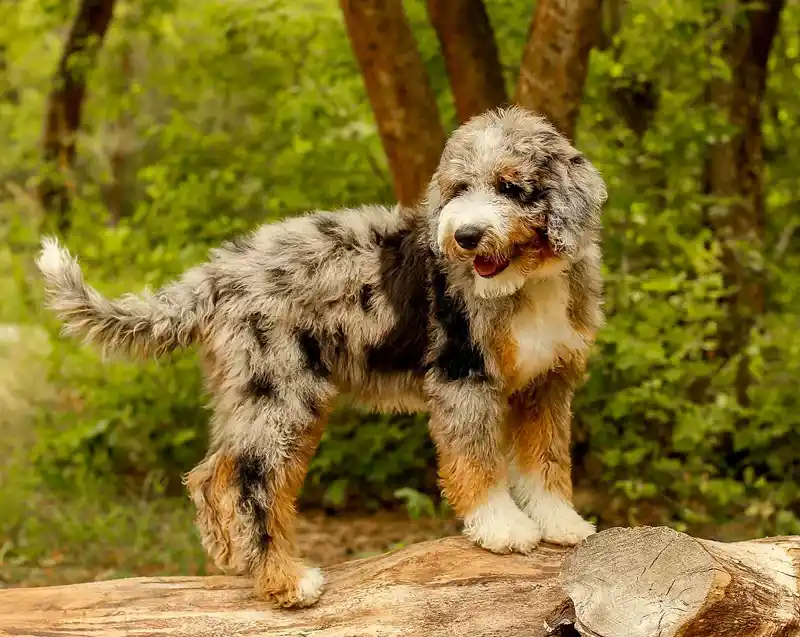 Aussiedoodle