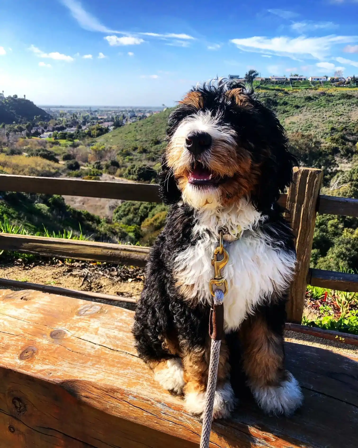 Bernedoodle