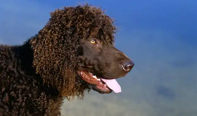 Irish Water Spaniel