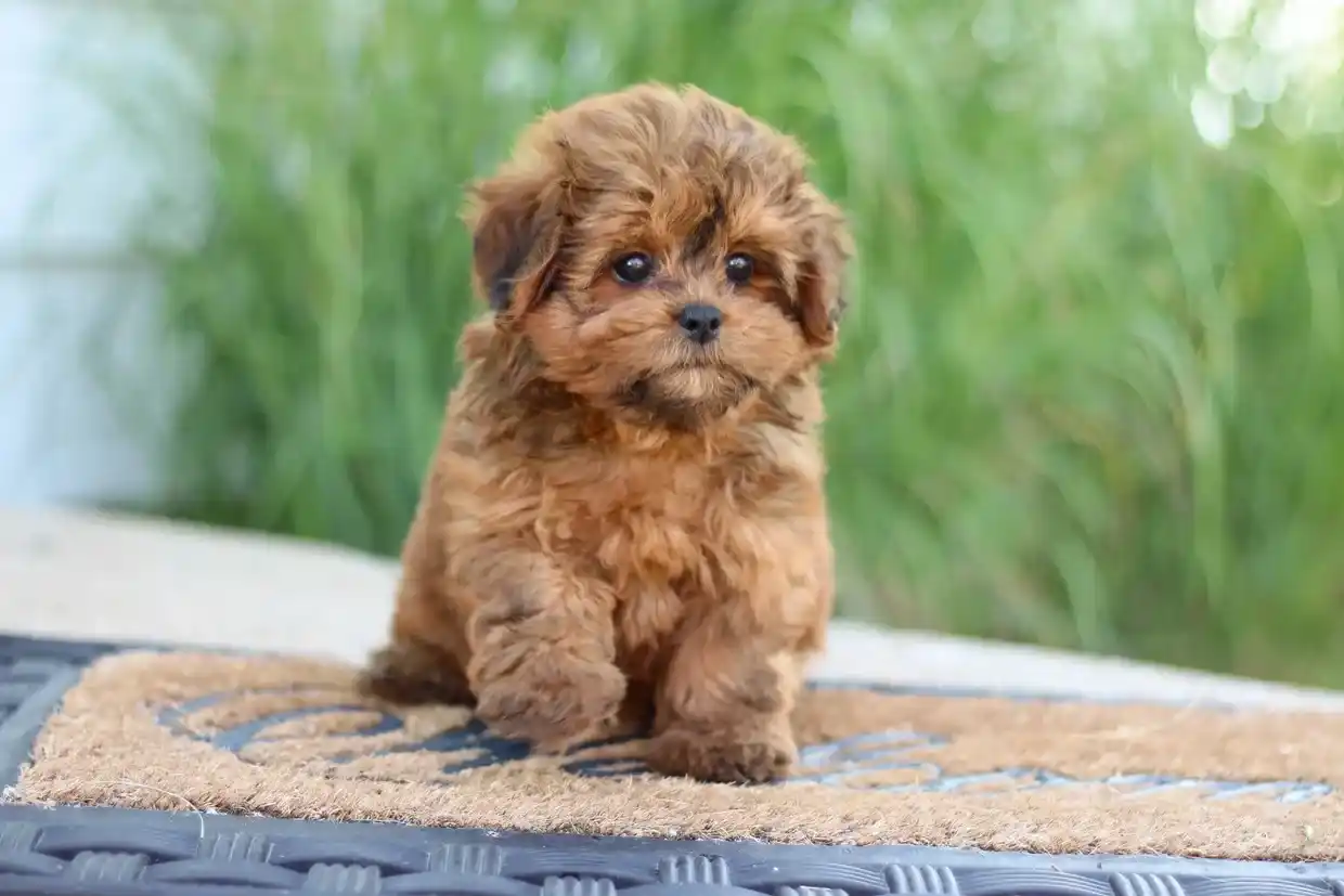 Shih-Poo