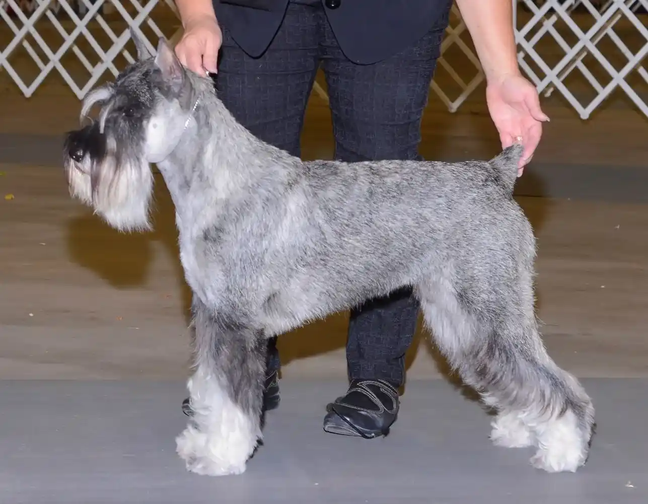 Standard Schnauzer