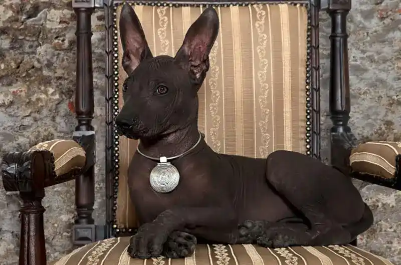 Xoloitzcuintli