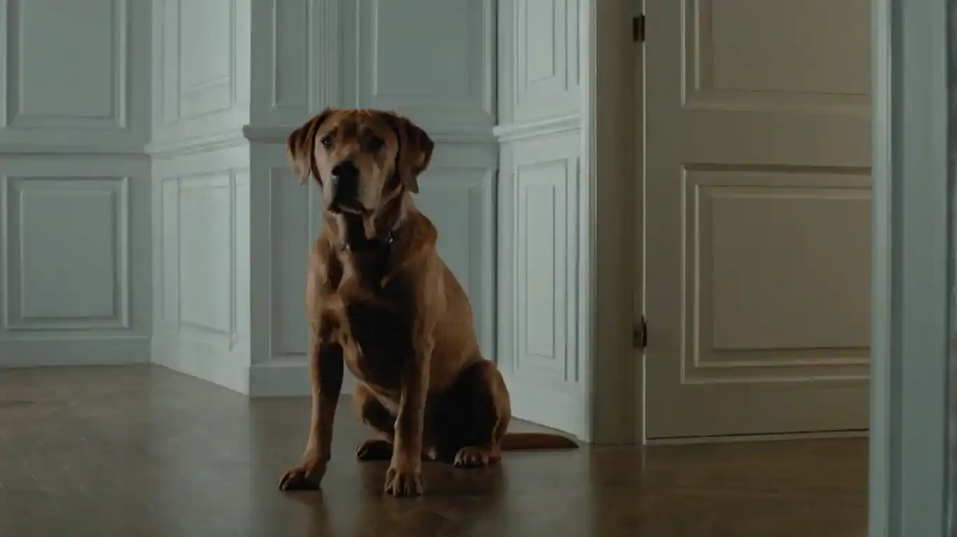 How to bond with your dog