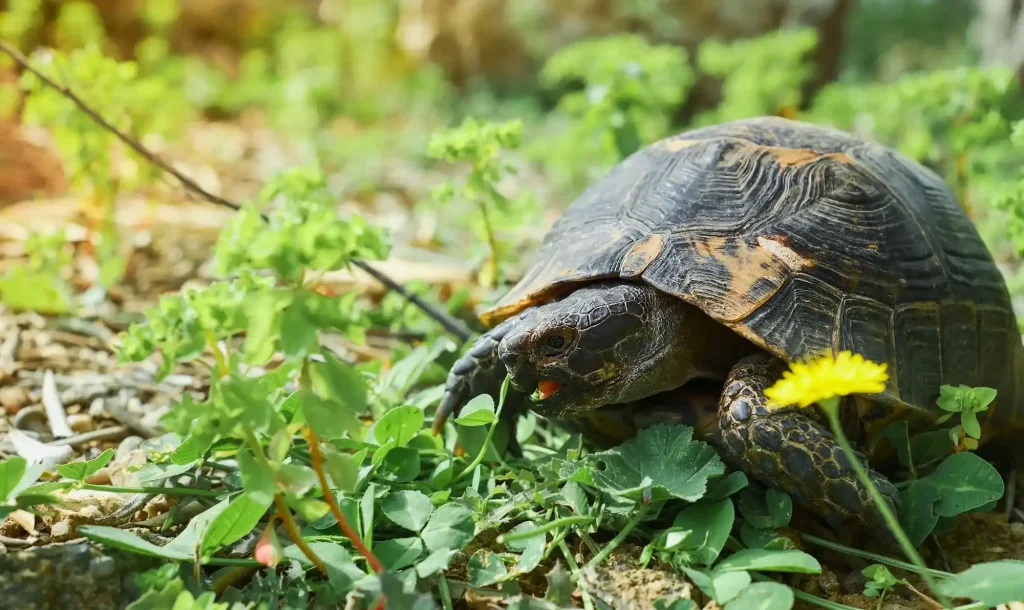 Turtle longevity factors